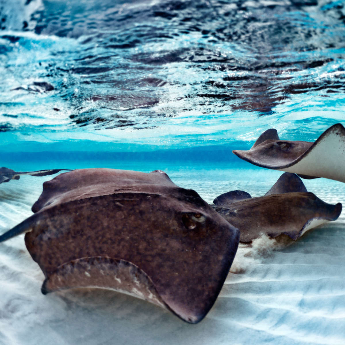 Stingrays Sea Life Wall Art