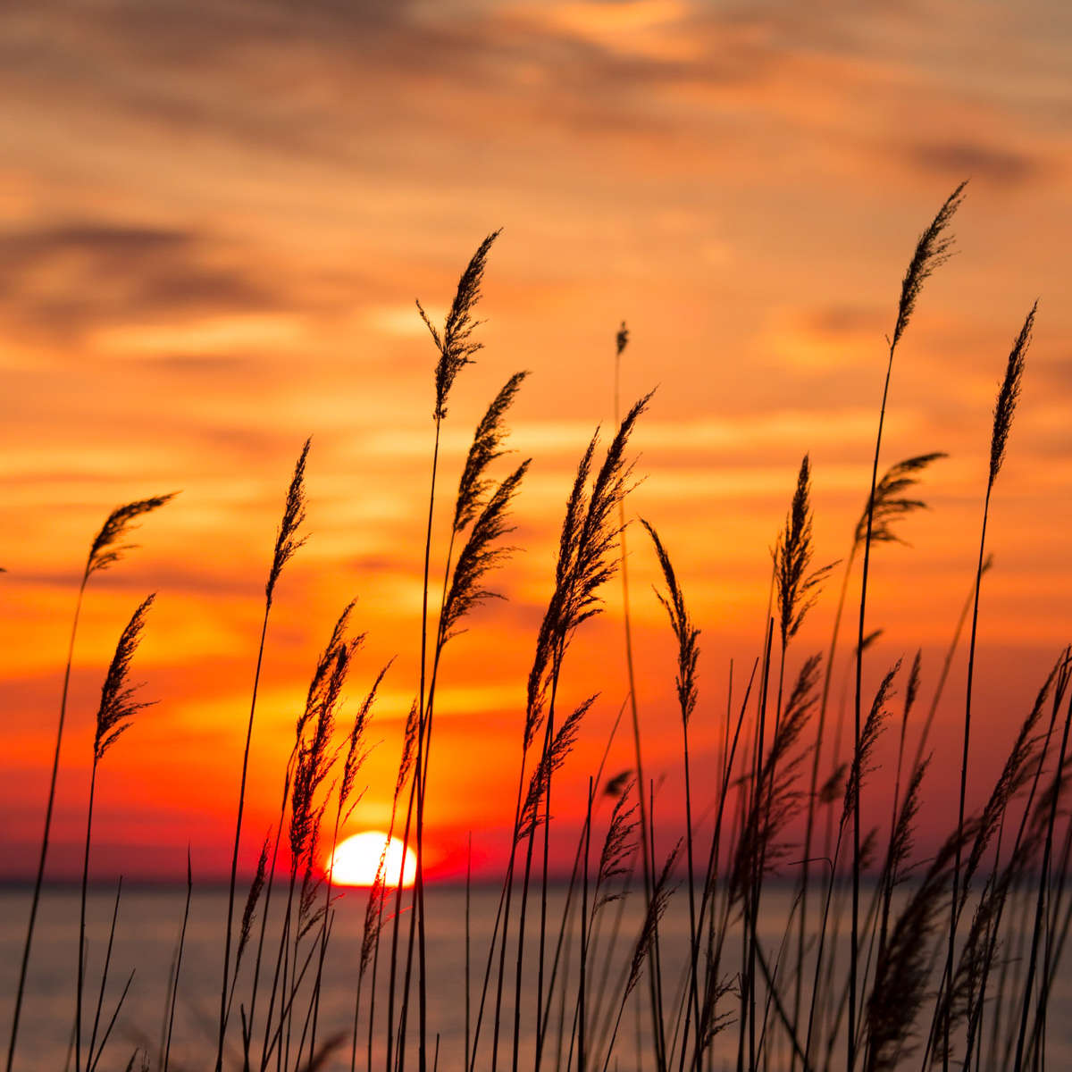 Chesapeake Bay Sunrise Wall Art