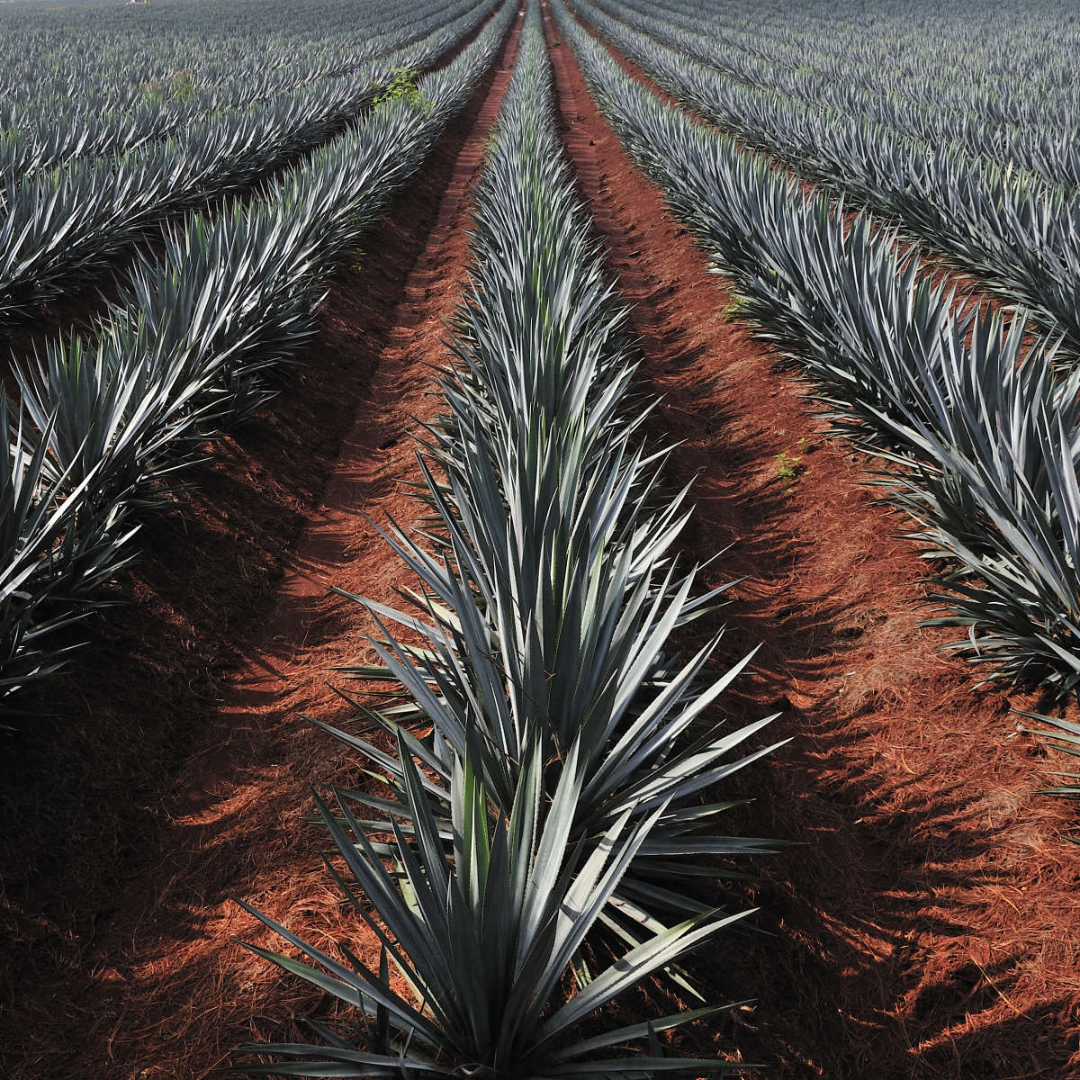 Agave Field Wall Art