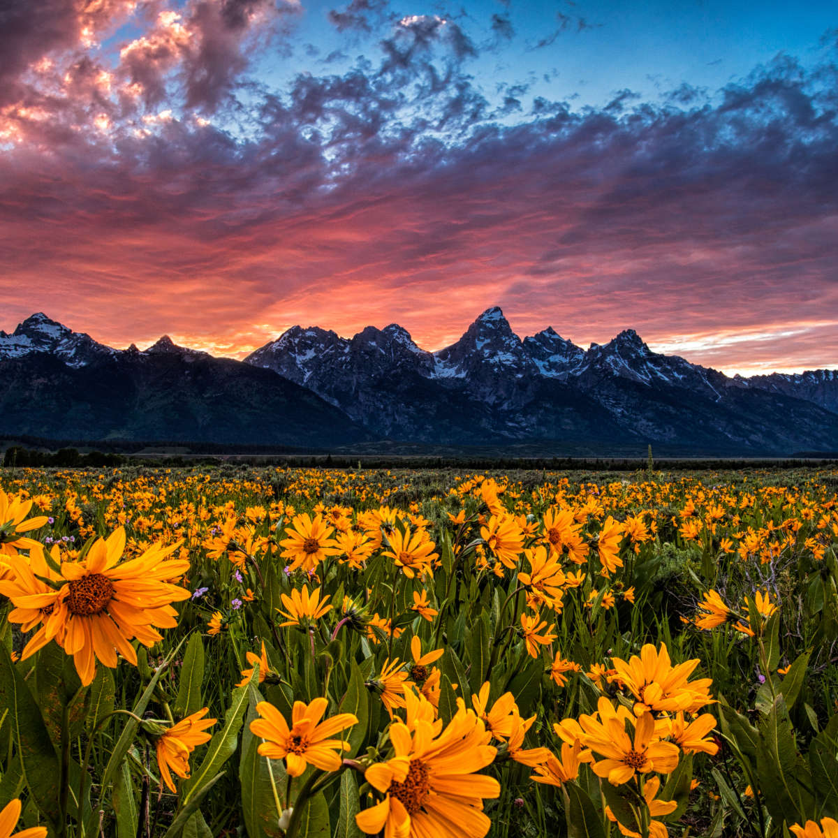 Grand Teton Wildflowers Wall Art