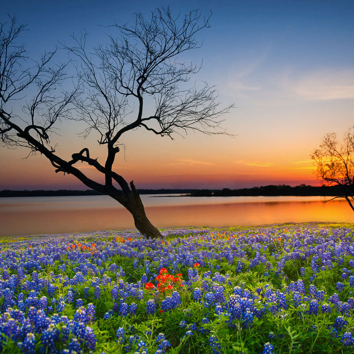 Texas Sunset Wall Art