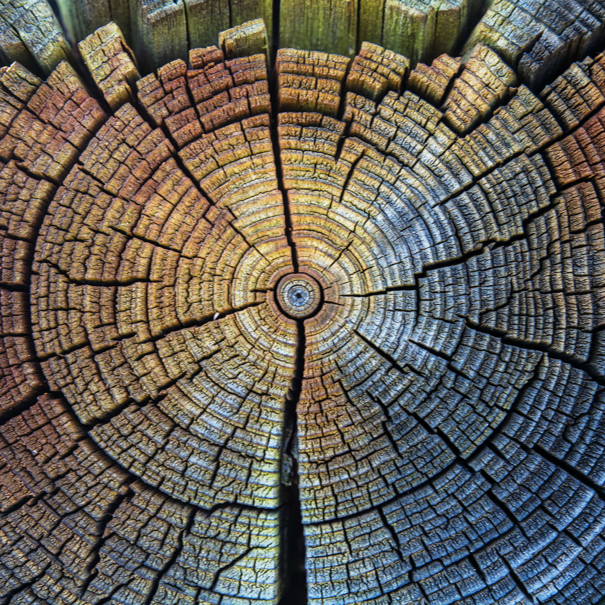 Tree Trunk Pattern Wall Art