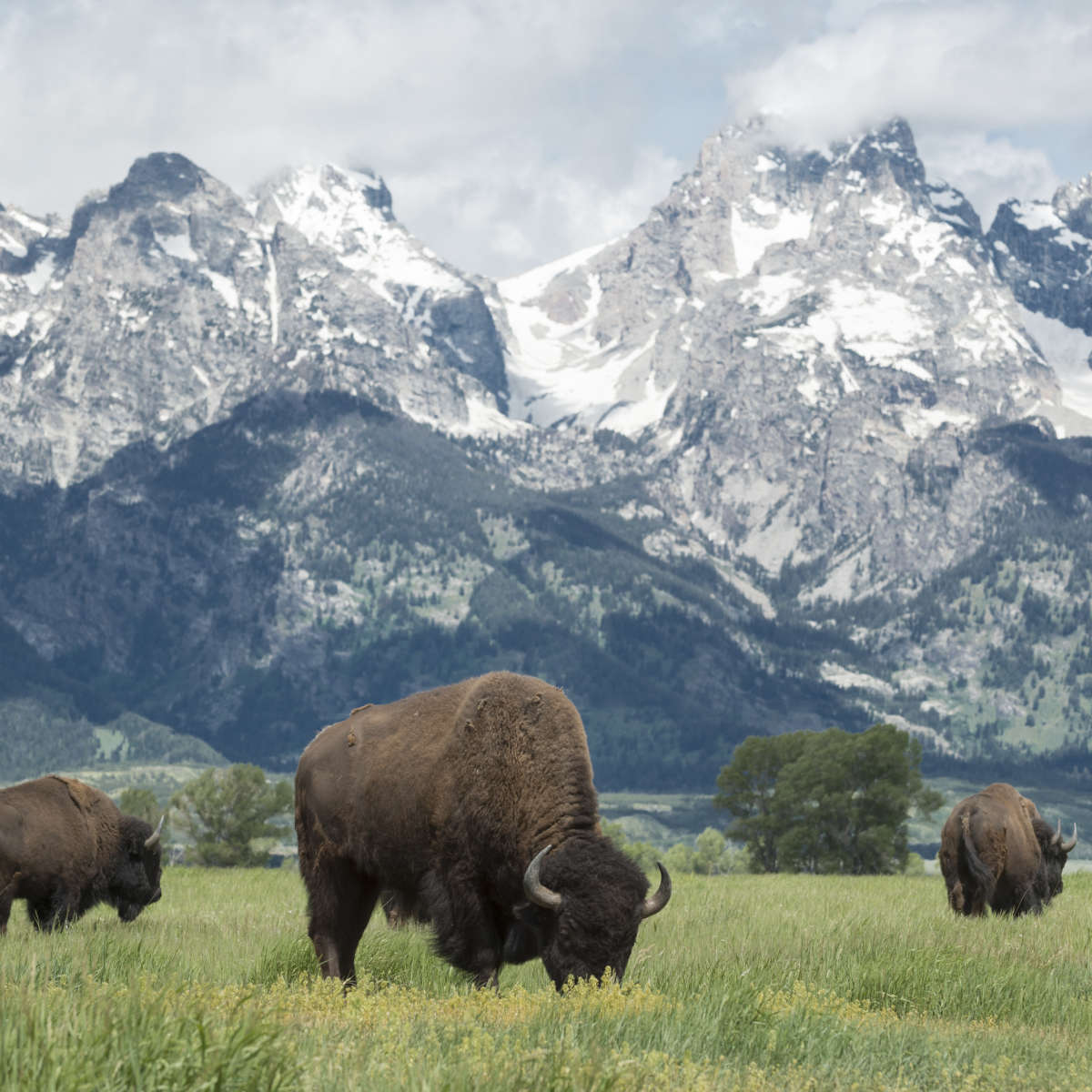 Grazing Teton Bison Wall Art