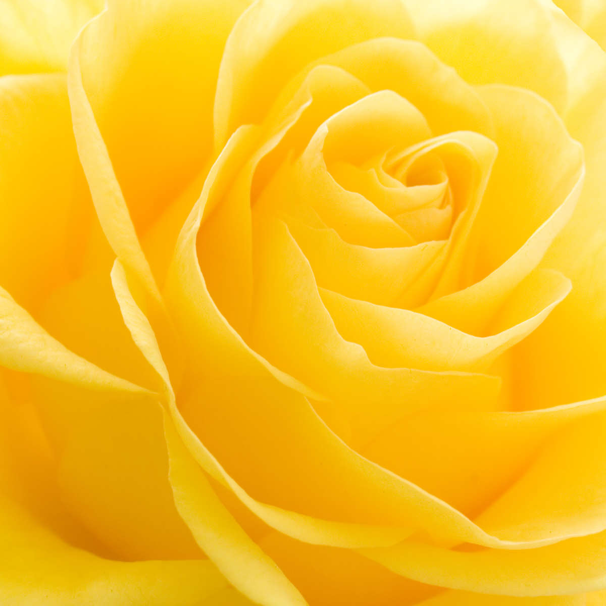 Yellow Rose Petals Wall Art