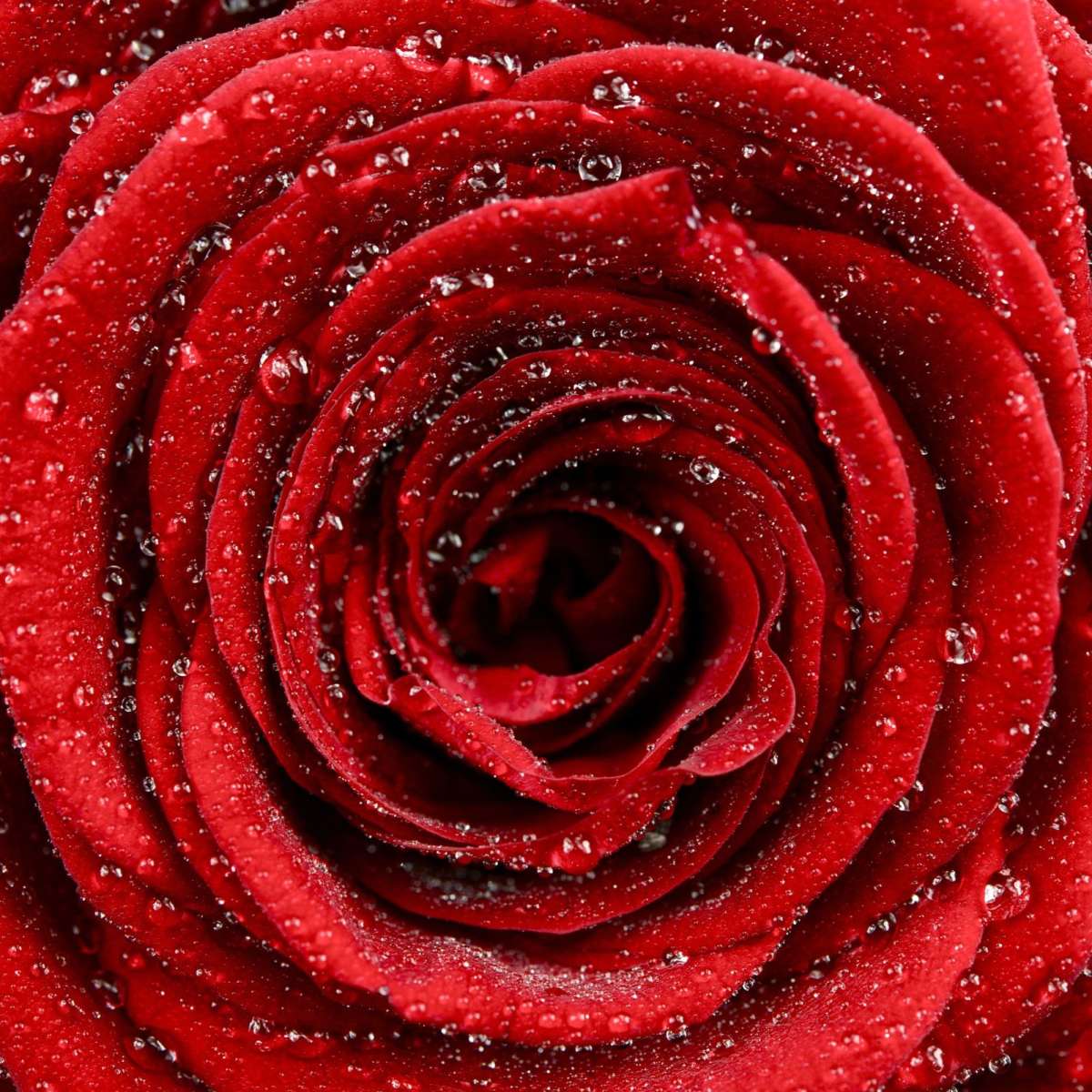 Damp Red Rose Wall Art