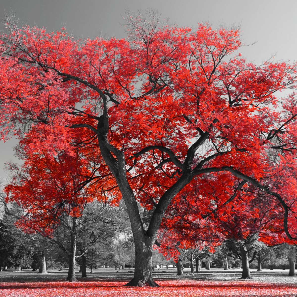 Red Tree Wall Art