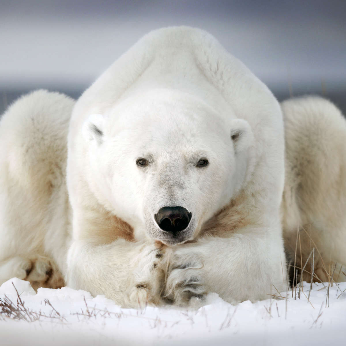 Yoga Polar Bear Wall Art