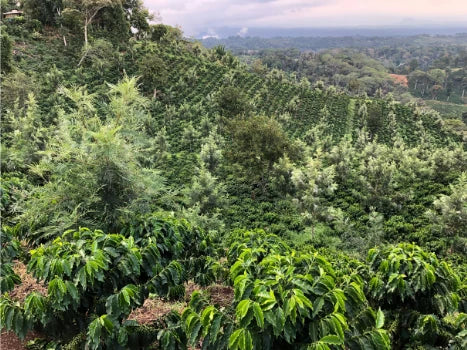 Mexico Sierra Madre, City (mild) Roast