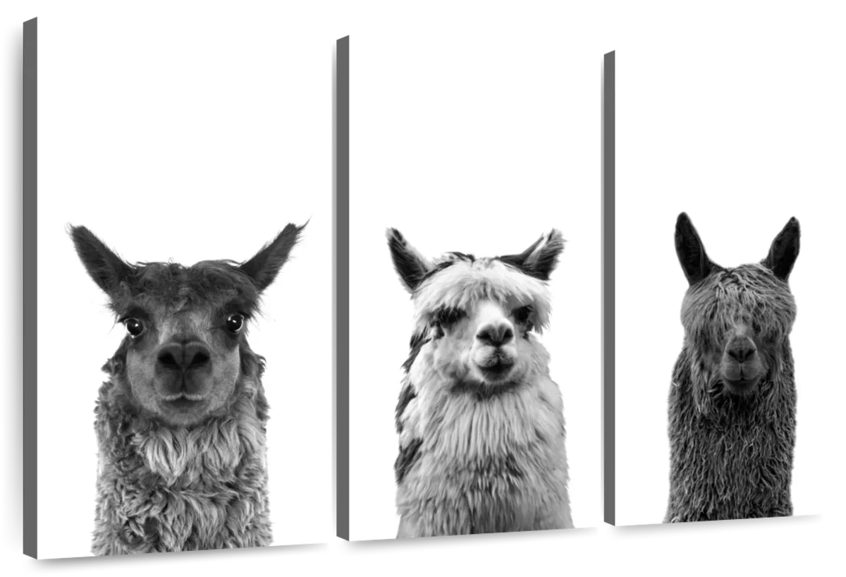 Trio Alpaca Wall Art
