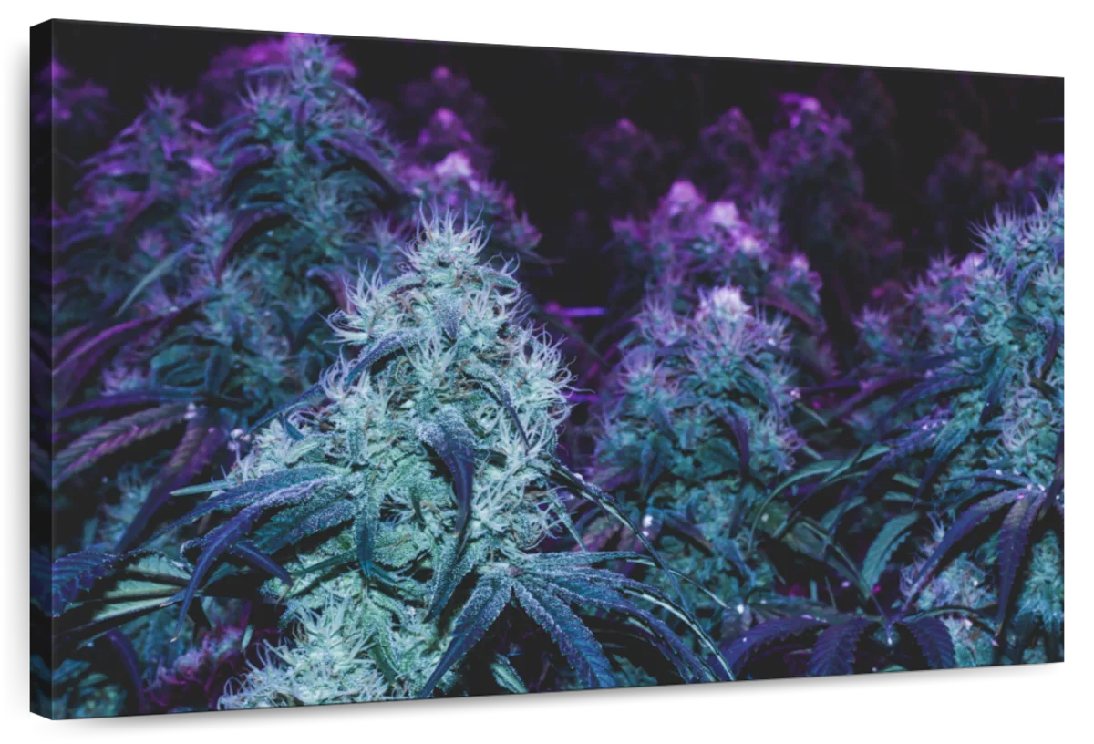 Flowering Purple Cannabis Wall Art