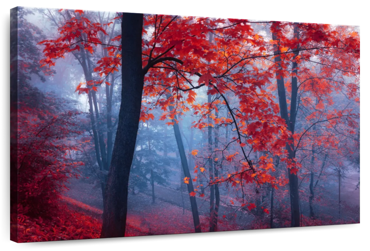 Foggy Red Maple Forest Wall Art