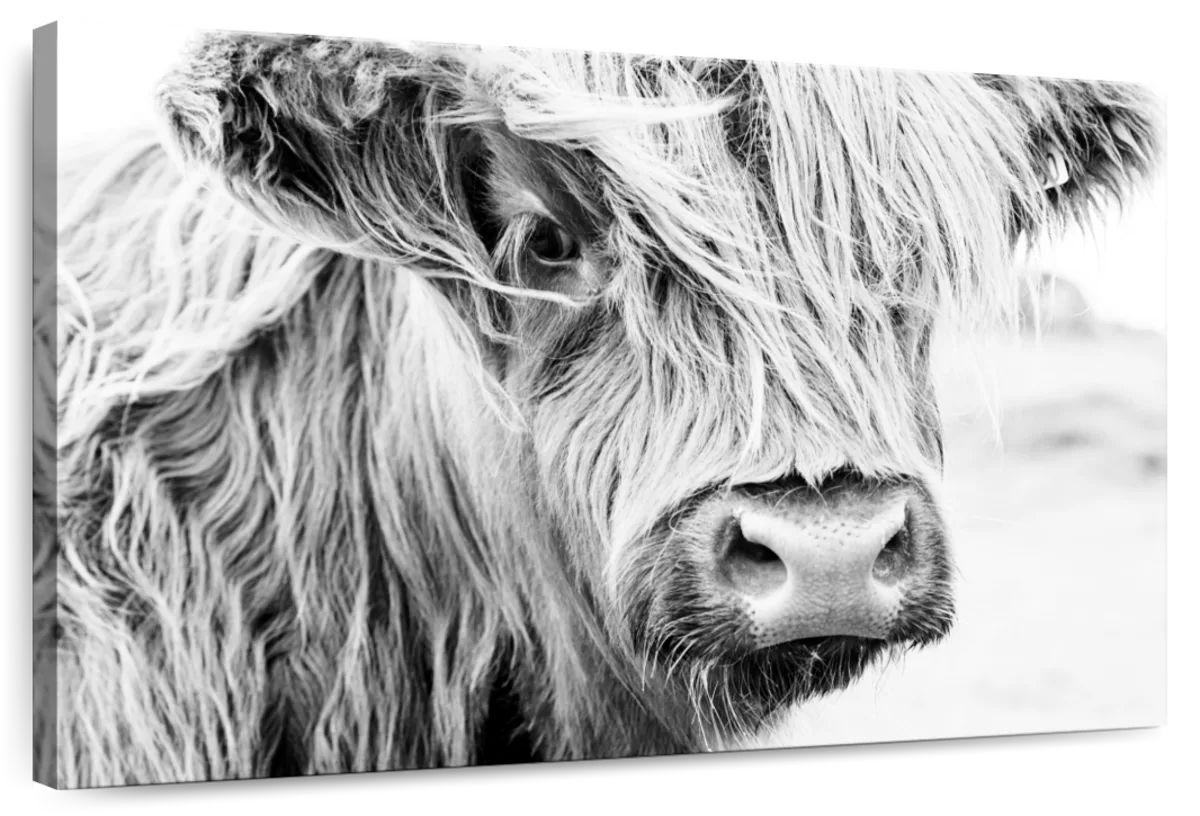 Long Haired Cow Wall Art