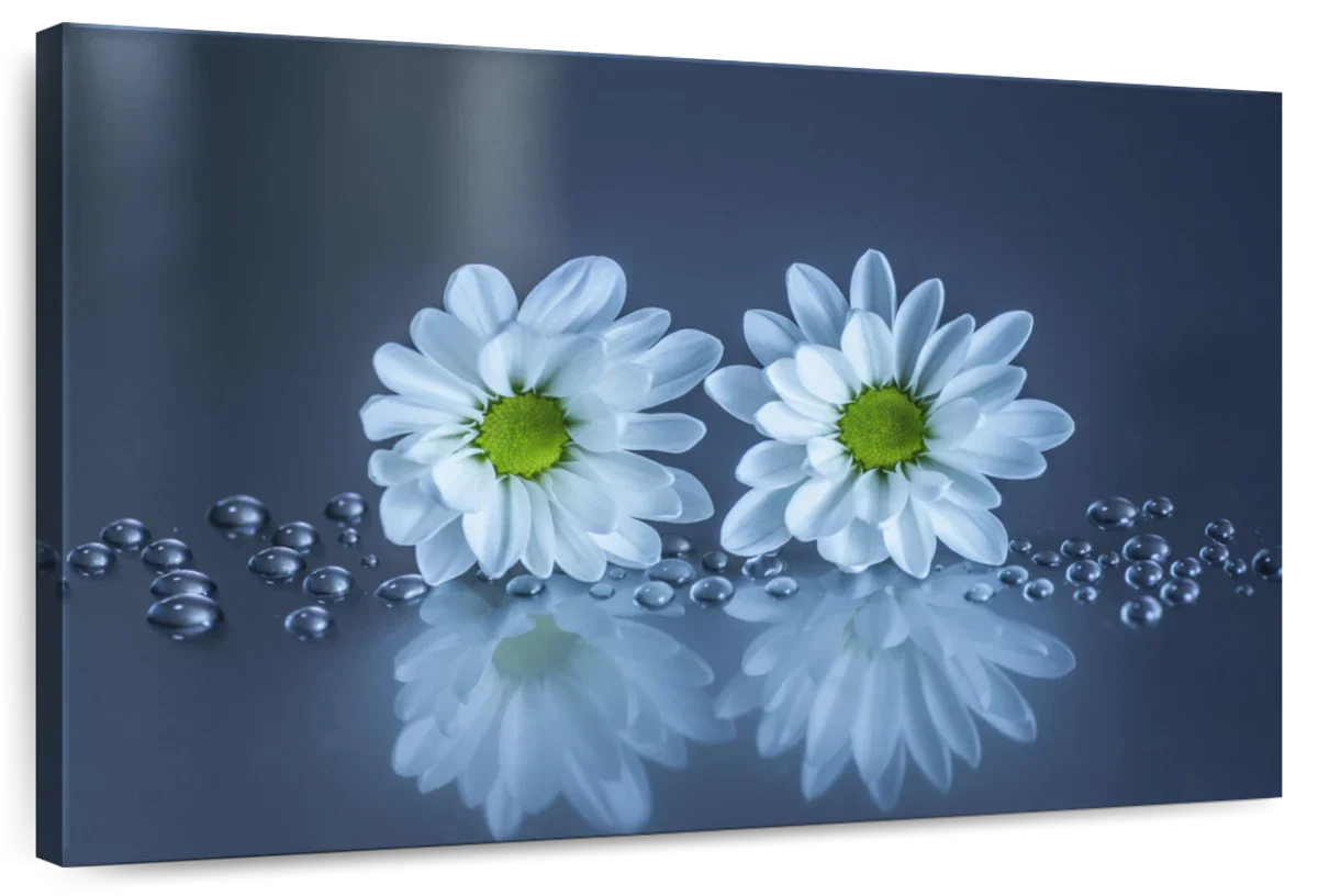 White Daisies Wall Art