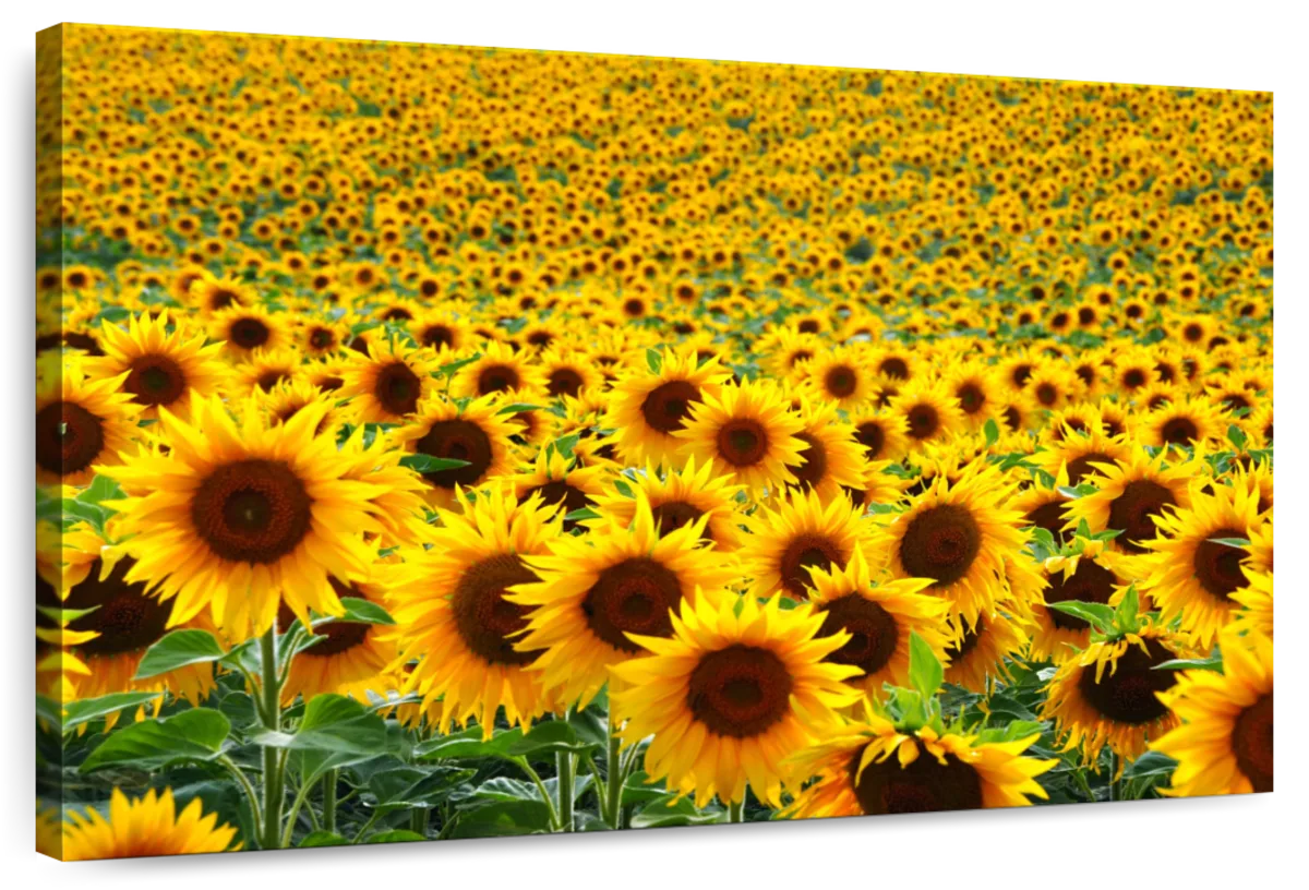 Endless Sunflower Field Wall Art