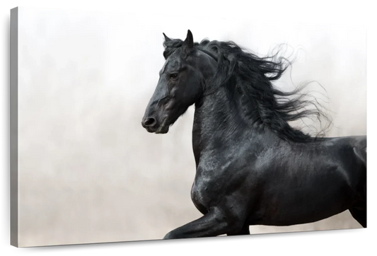 Black Friesian Horse Wall Art