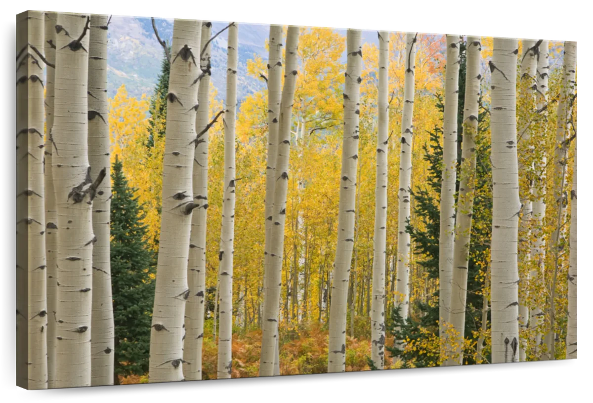 Elk Mountain Aspen Trees Wall Art