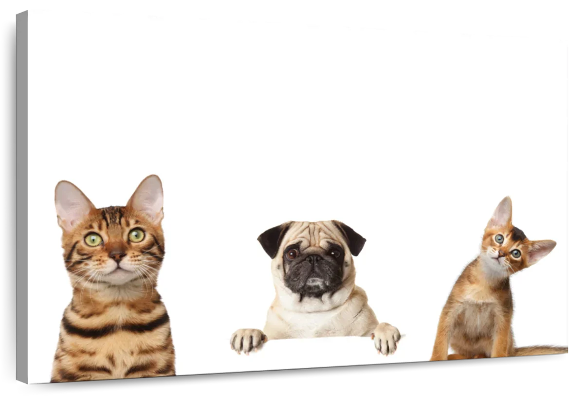 Pug And Cats Wall Art