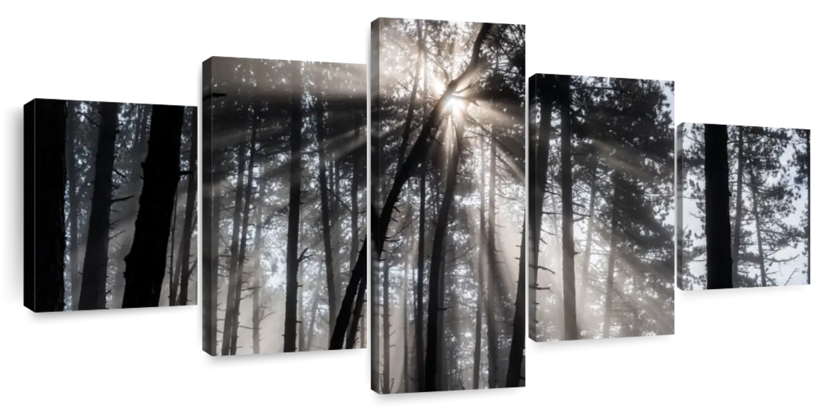Forest Sun Beam Wall Art
