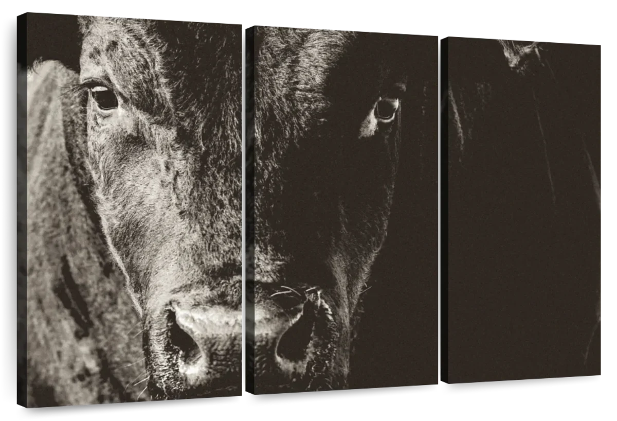 Black Angus Bull Wall Art
