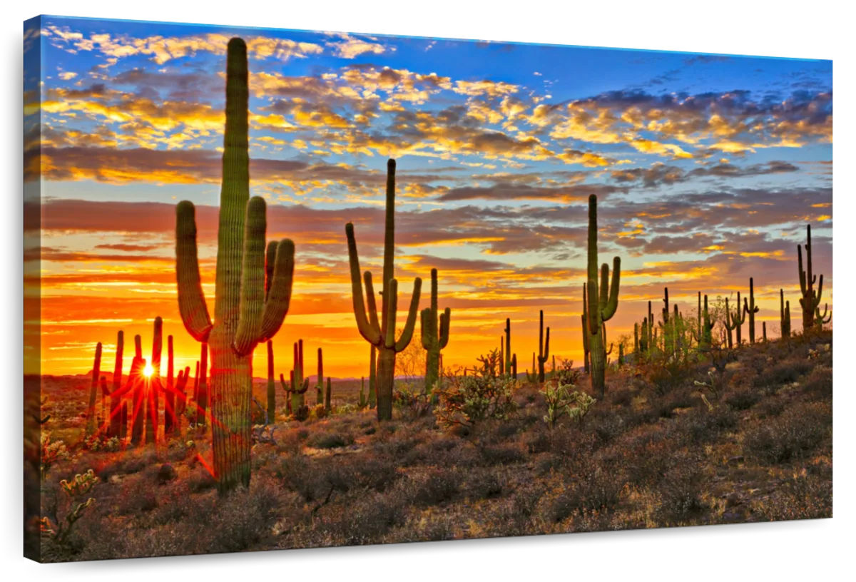 Sunset Cactus Wall Art