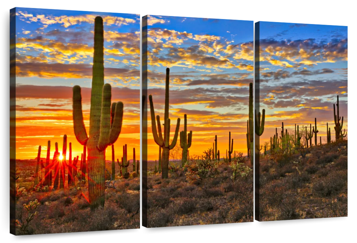 Sunset Cactus Wall Art