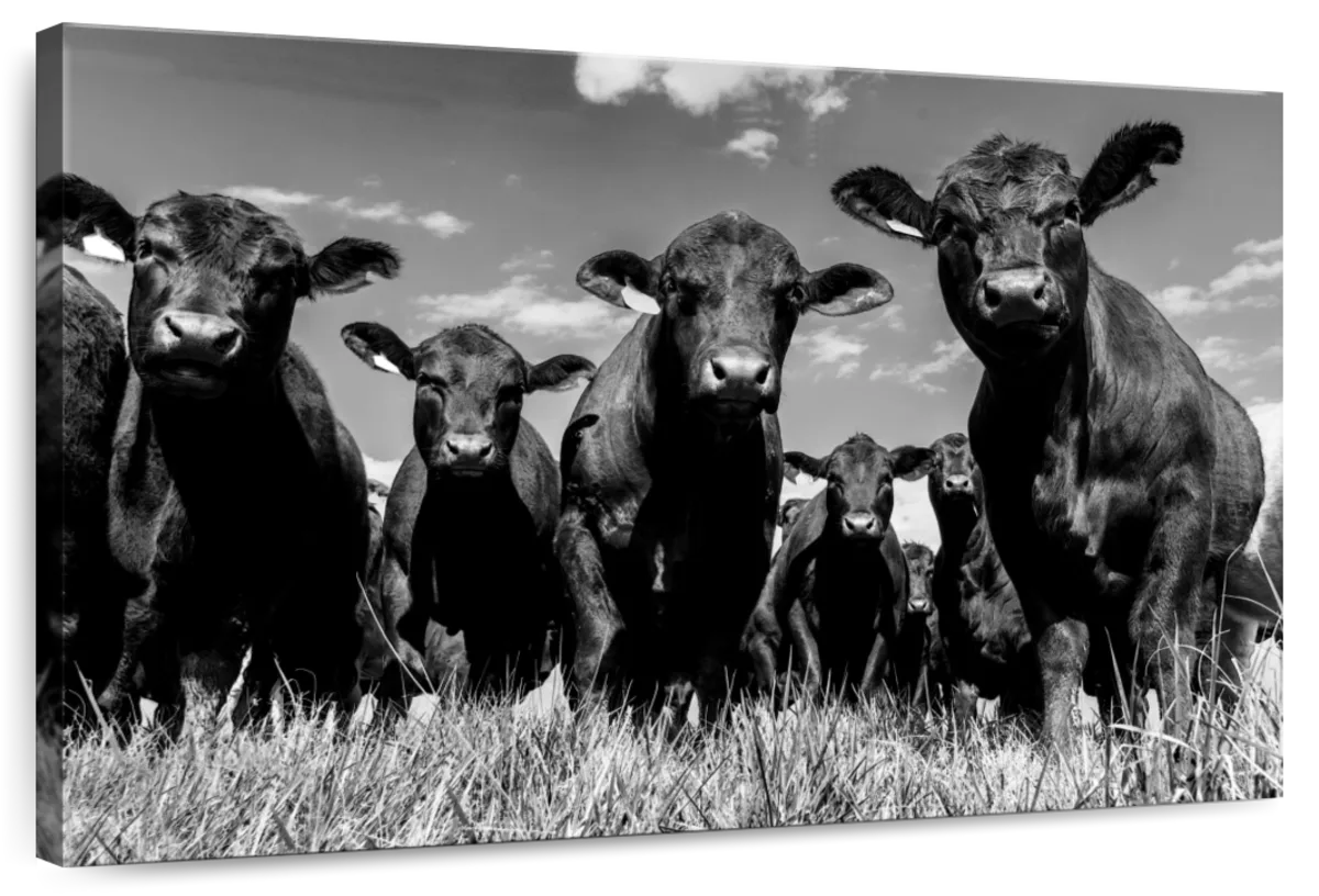 Monochrome Angus Cows Wall Art