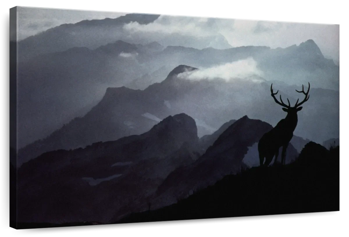 Elk Summit Wall Art