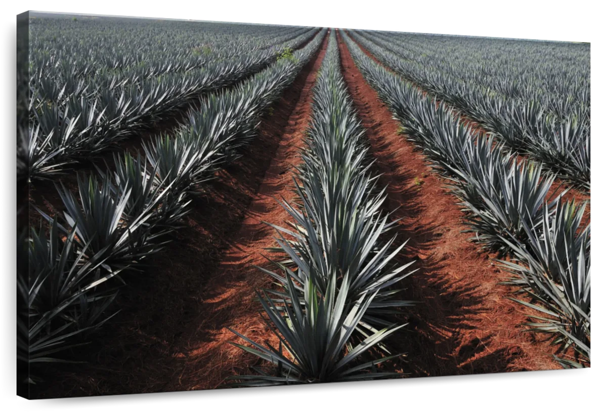 Agave Field Wall Art