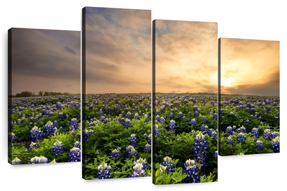 Bluebonnets At Sunset Wall Art