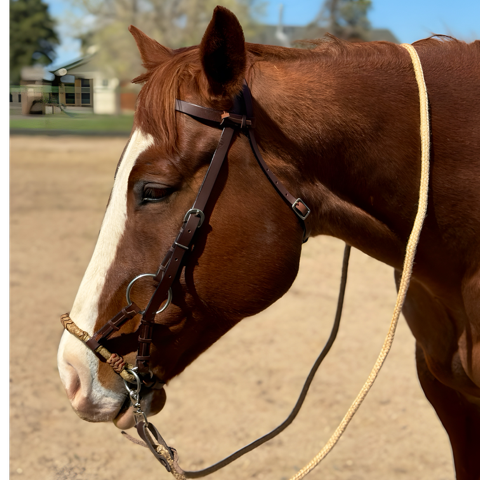 Headstall with Braided Nose Sidepull