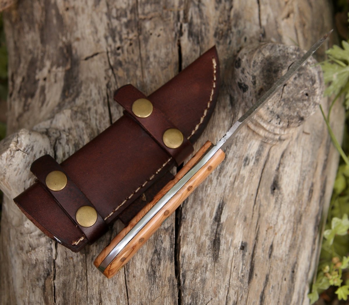 Spectral Field Dressing Knife with Olive Wood Handle