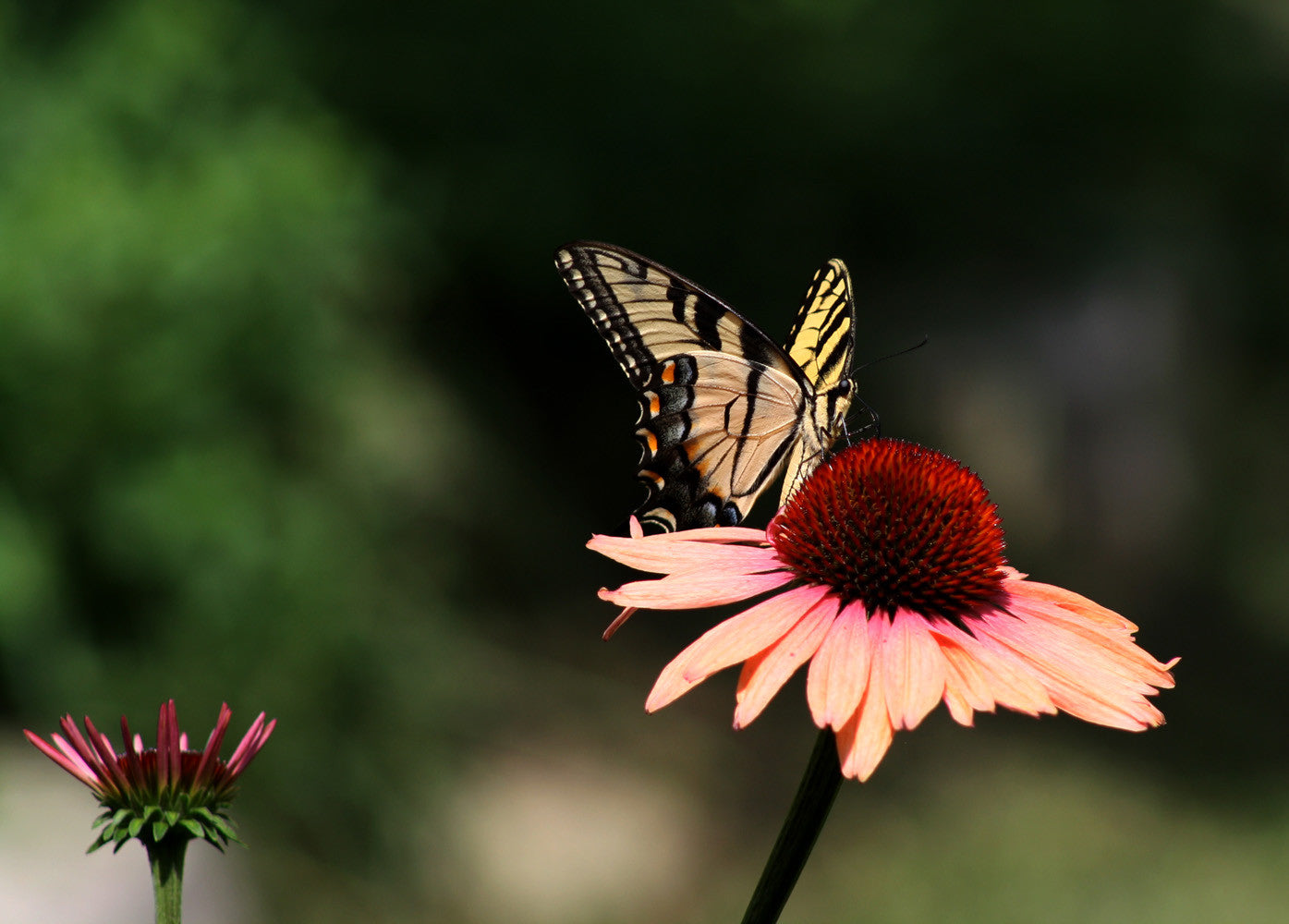 Capture Arkansas III: The Best of Arkansas in Photography