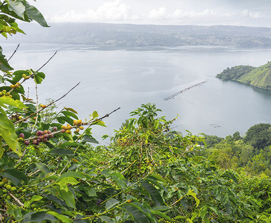 Sumatra Mandheling