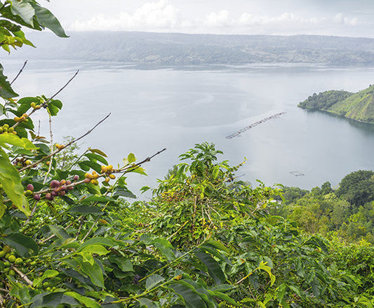 Sumatra Mandheling