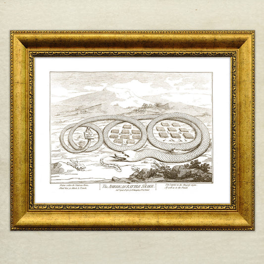 The American Rattle Snake Poster Giclée Print