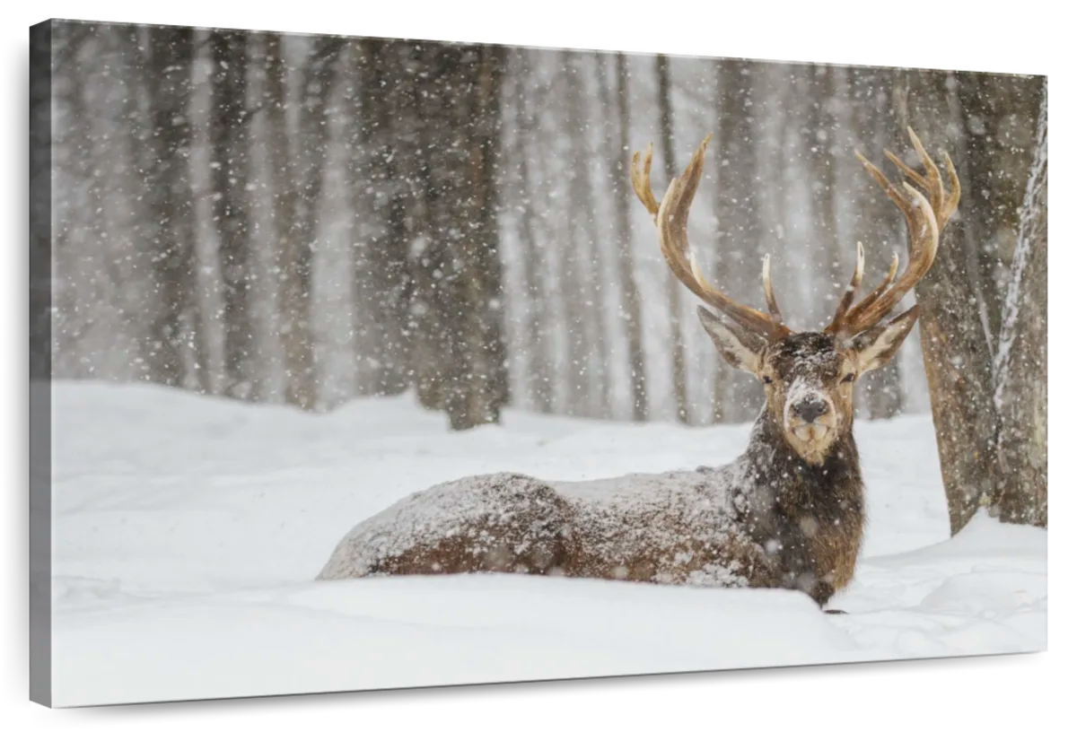 Snow Covered Elk Wall Art