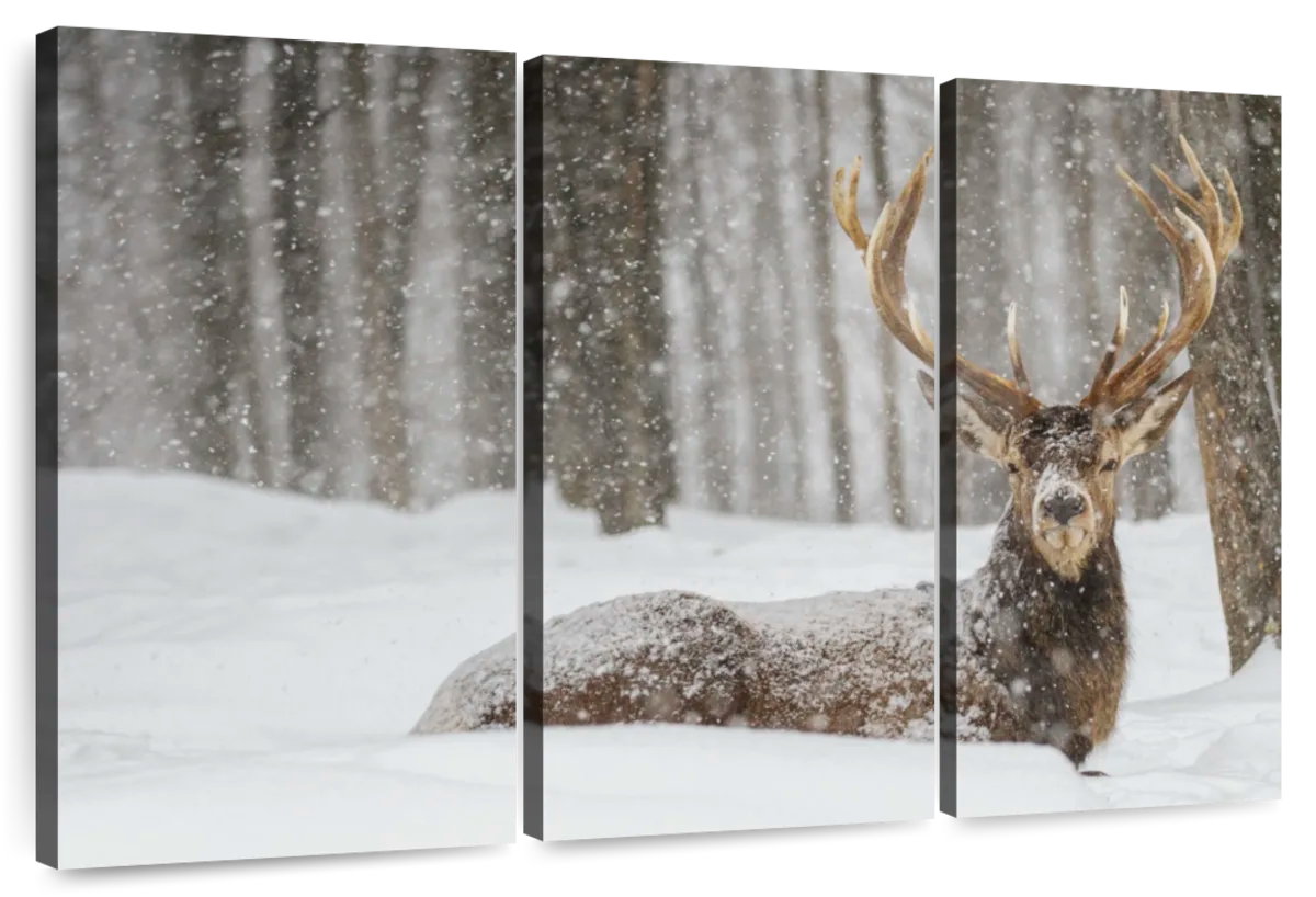 Snow Covered Elk Wall Art