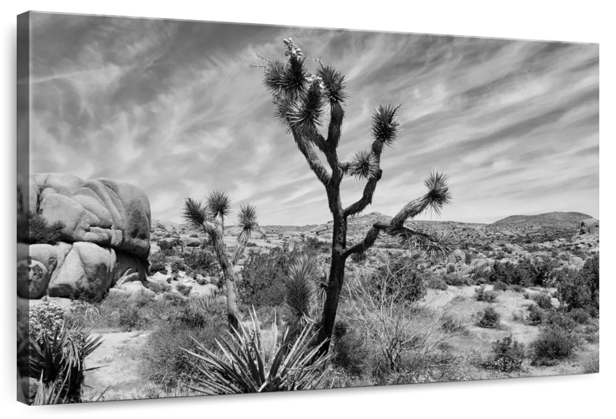 Desert Joshua Tree Wall Art