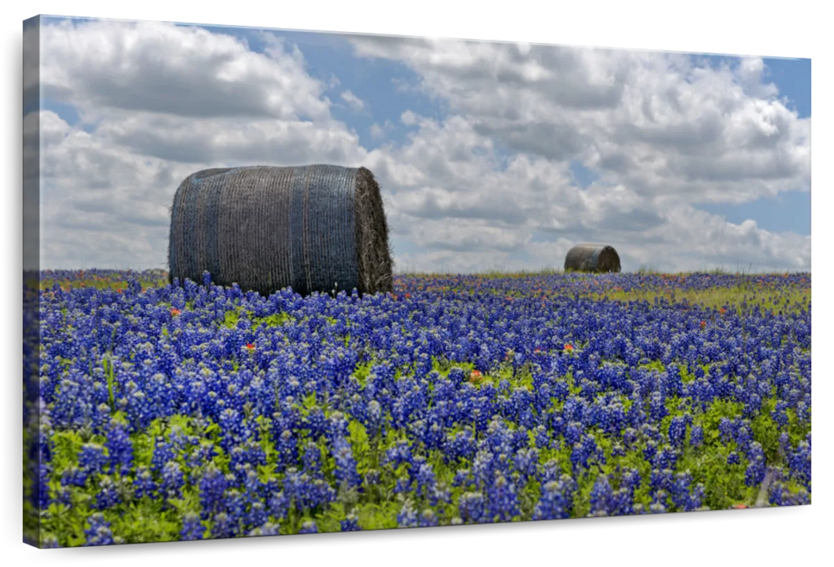 Texas Bluebonnets Wall Art