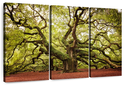Charleston Angel Oak Tree Wall Art
