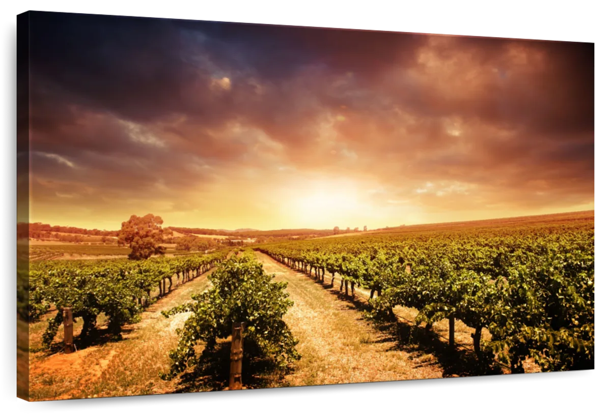 Vineyards Wall Art