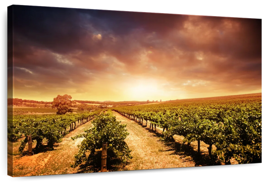 Vineyards Wall Art