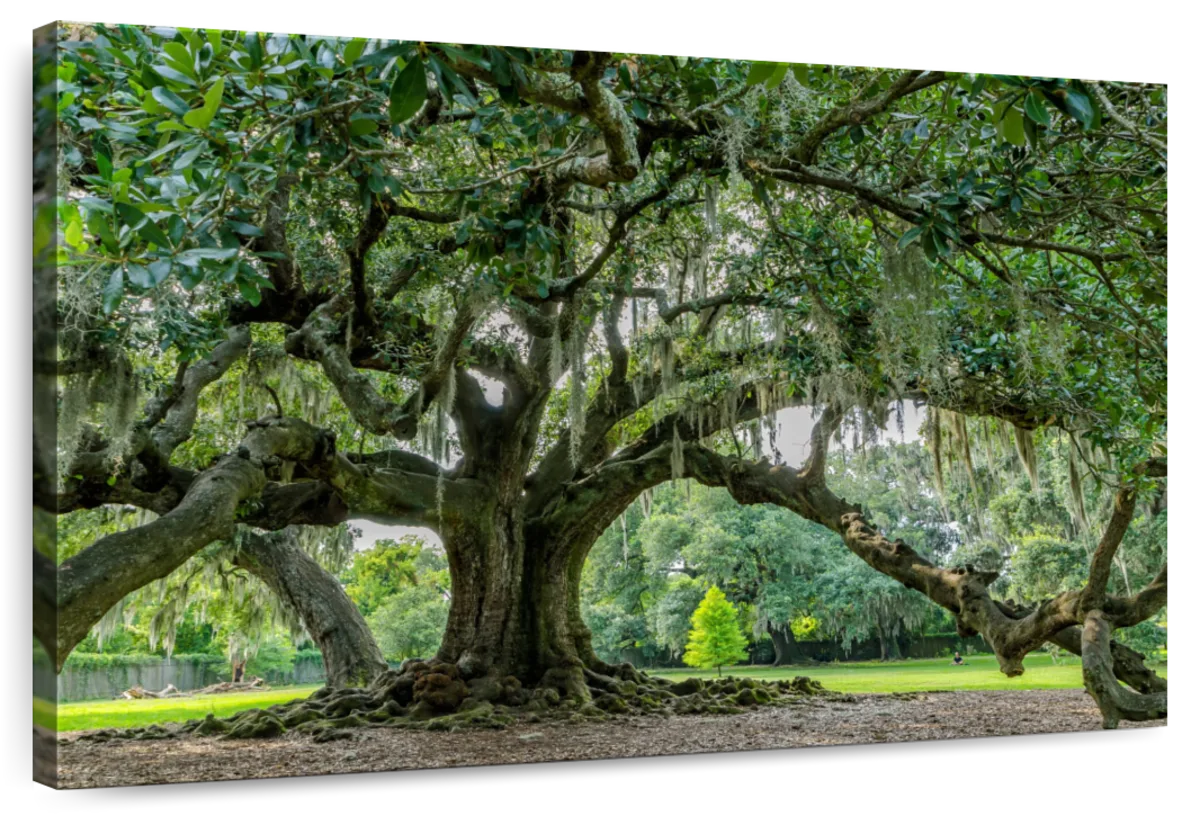 Audubon Park Oak Tree Wall Art
