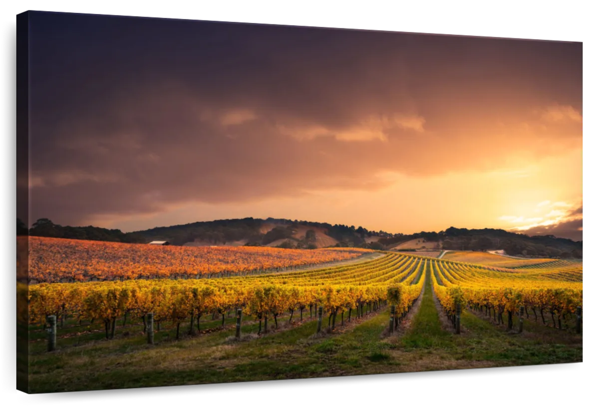 South Australia Vineyard Wall Art