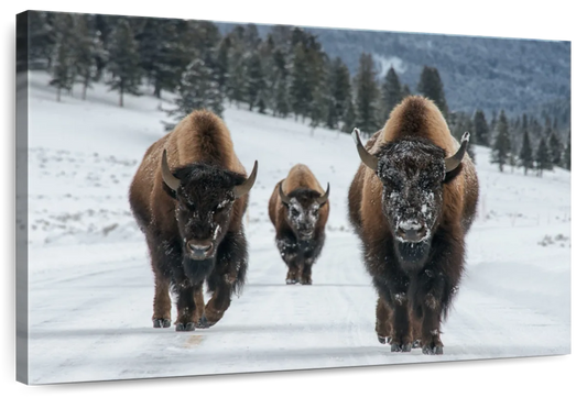 Bison Family In Yellowstone National Park Wall Art