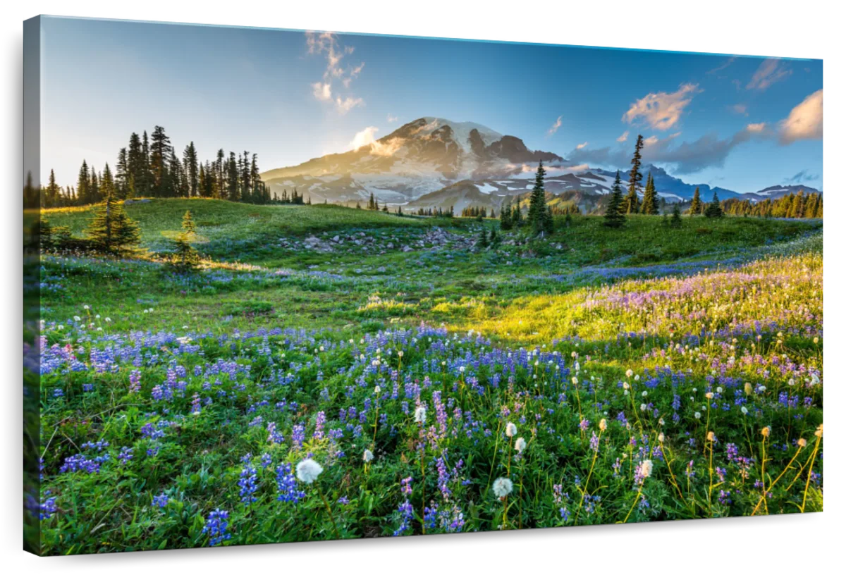 Springtime At Mount Rainier Wall Art