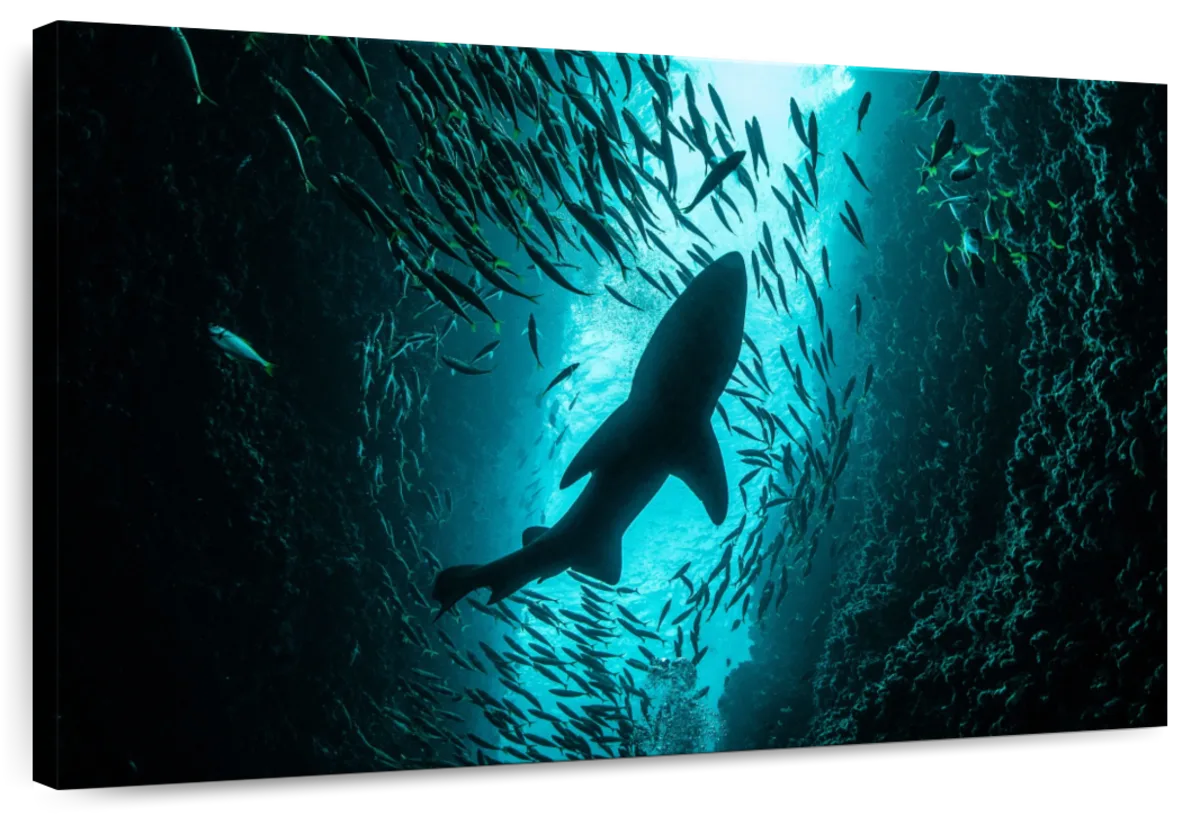 Shark Depth Wall Art