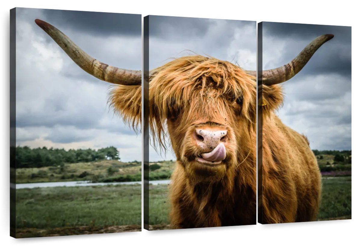 Silly Highland Cow Wall Art