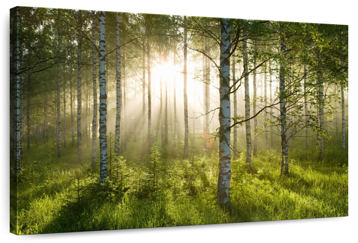Birch Forest Sunlight Wall Art