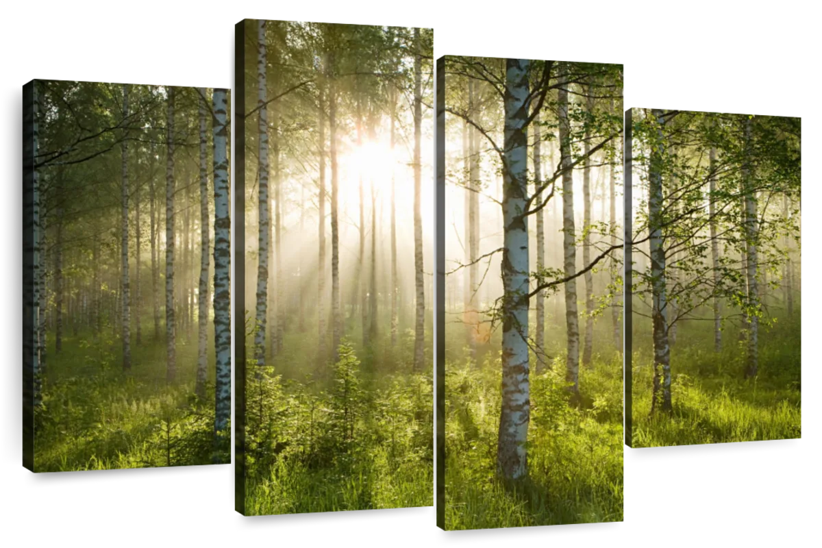 Birch Forest Sunlight Wall Art